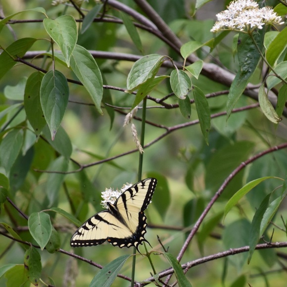 Meet your Posher, Rachel - Picture 6 of 16